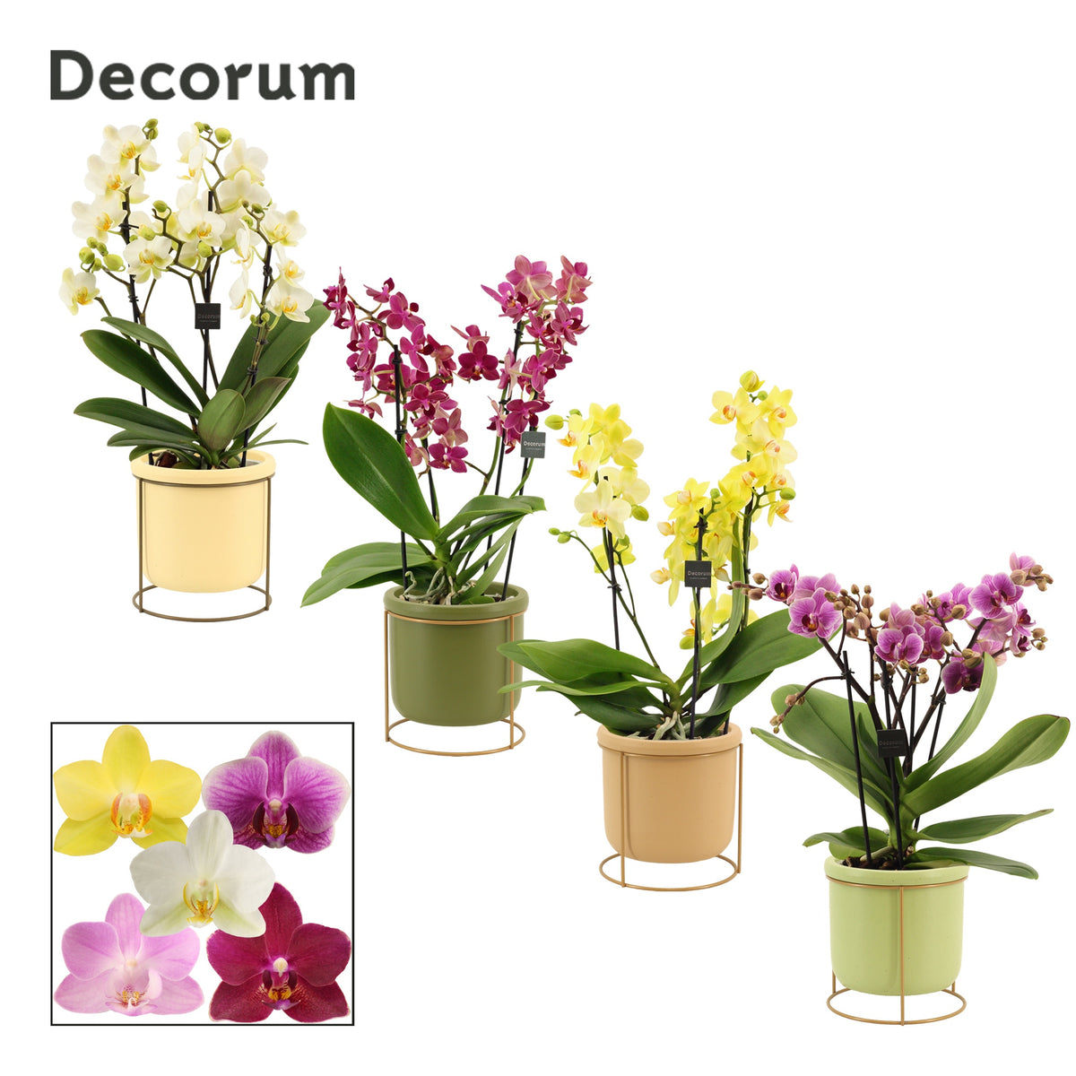 Phalaenopsis mix 35cm 12cm Pot