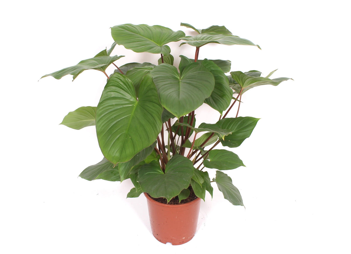 Homalomena Maggy 80cm 24cm Pot