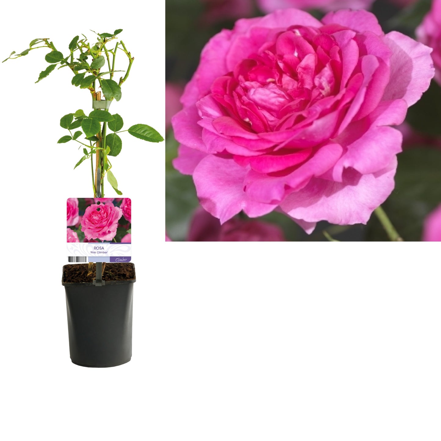 Rosa Chaplin Pink Climber 40cm 11cm Pot