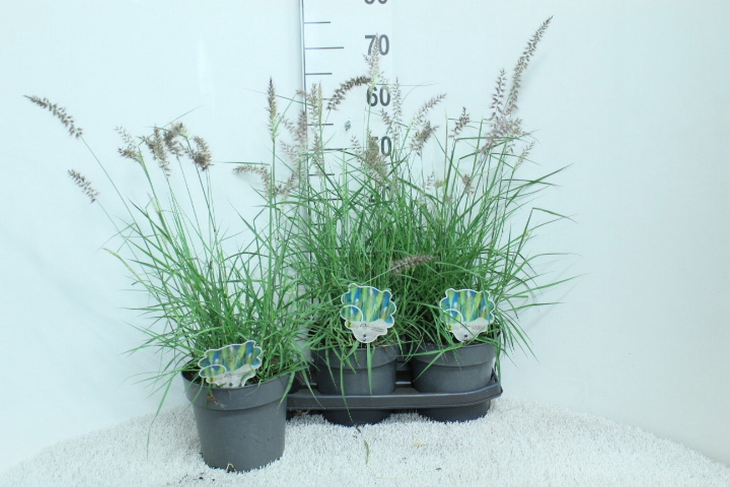 Pennisetum orientale 65cm 19cm Pot