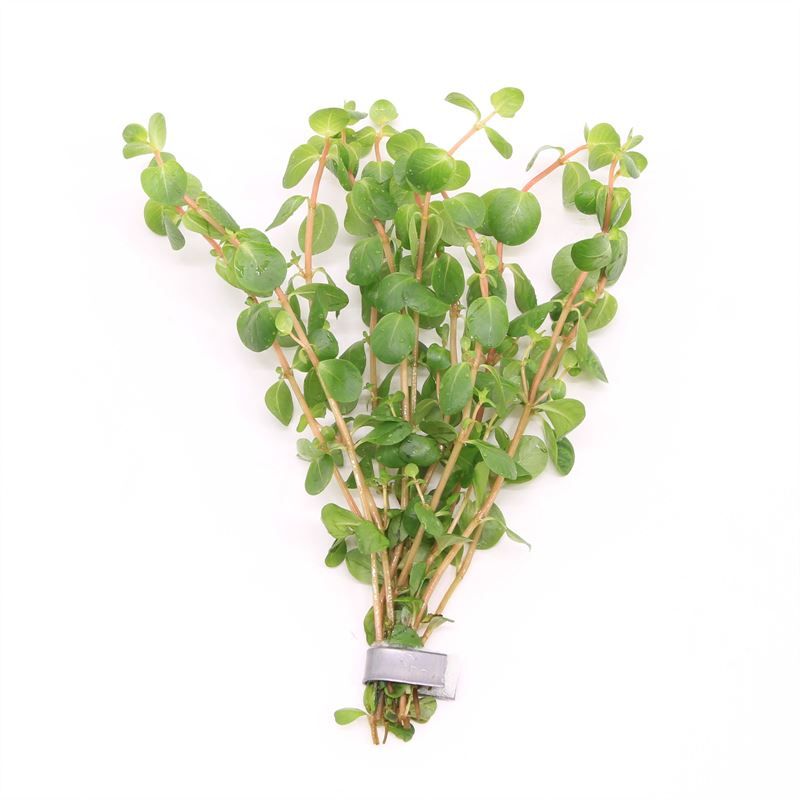 Rotala rotundifolia 5cm 2cm Pot