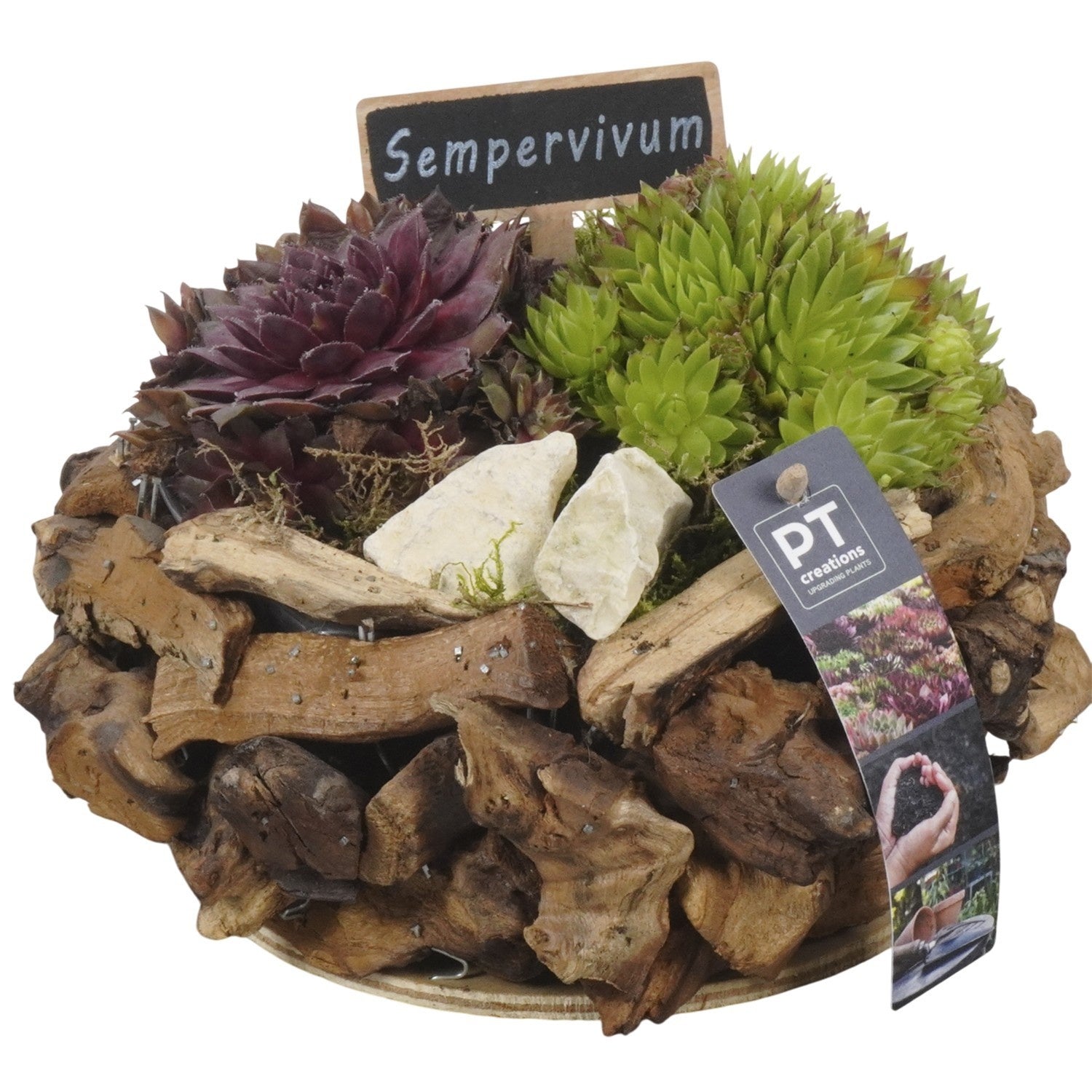 arr. Sempervivum 17cm 21cm Pot