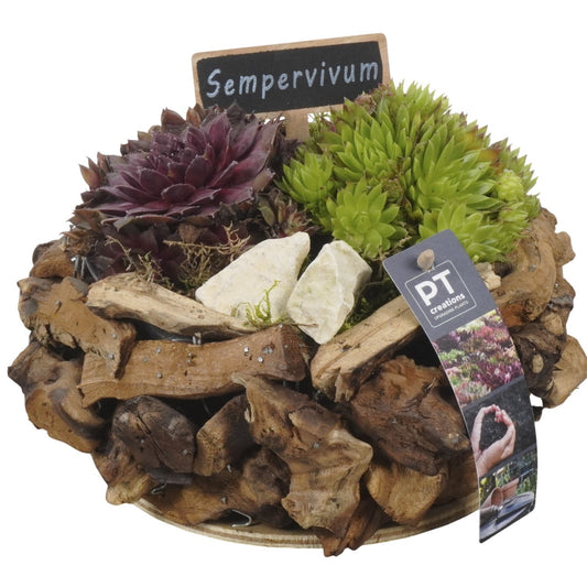 arr. Sempervivum 17cm 21cm Pot