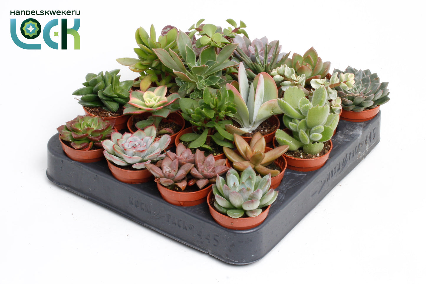 Succulenten mix 10cm 5.5cm Pot