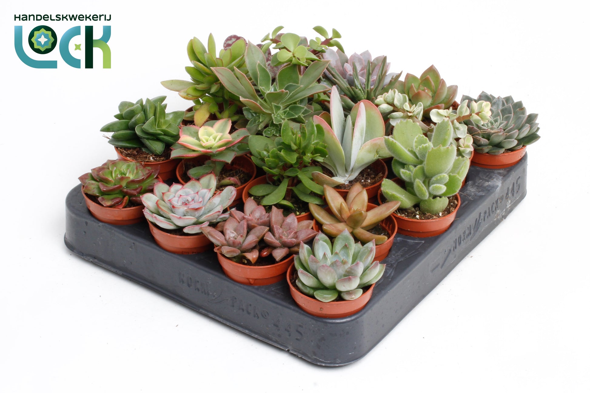 Succulenten mix 10cm 5.5cm Pot