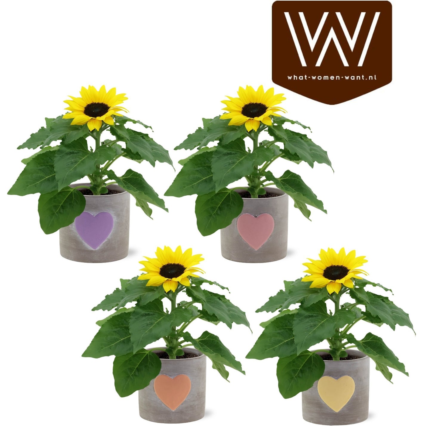 Helianthus ann. Sunsation 35cm 12cm Pot