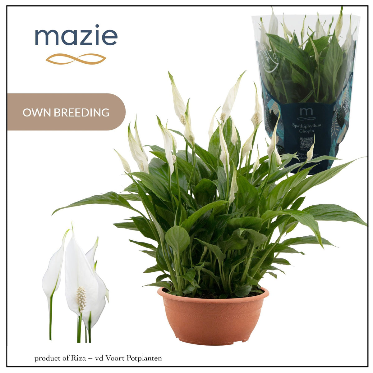 Spathiphyllum Chopin 35cm 17cm Pot
