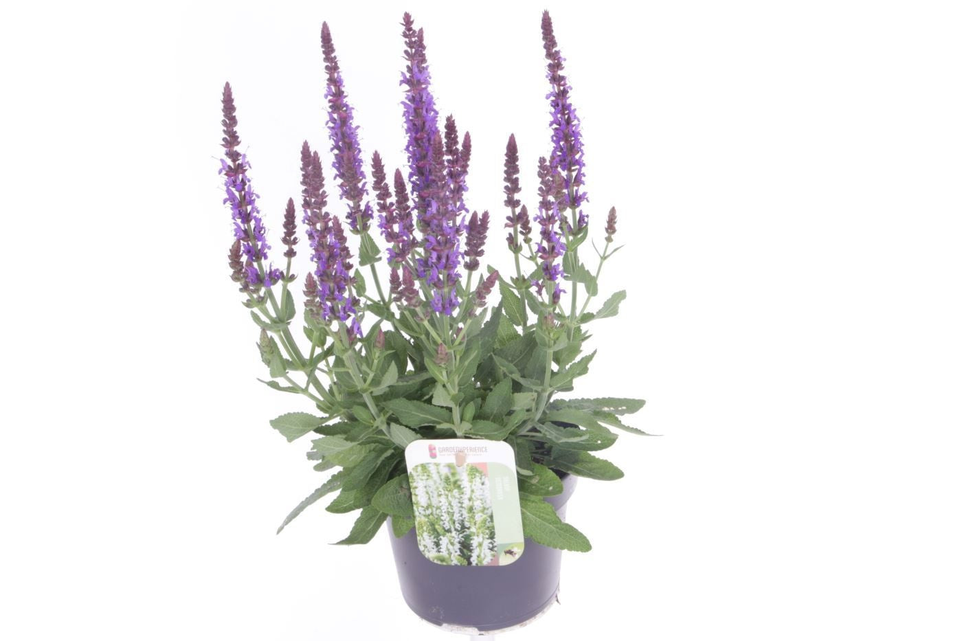 Salvia Sensation Deep Blue 40cm 13cm Pot