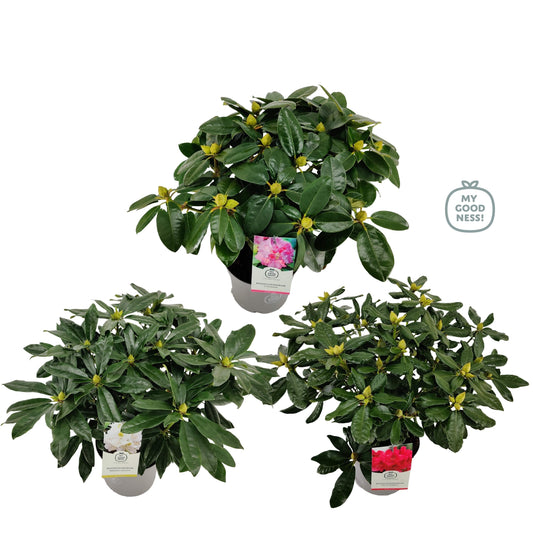 Rhododendron mix 60cm 23cm Pot