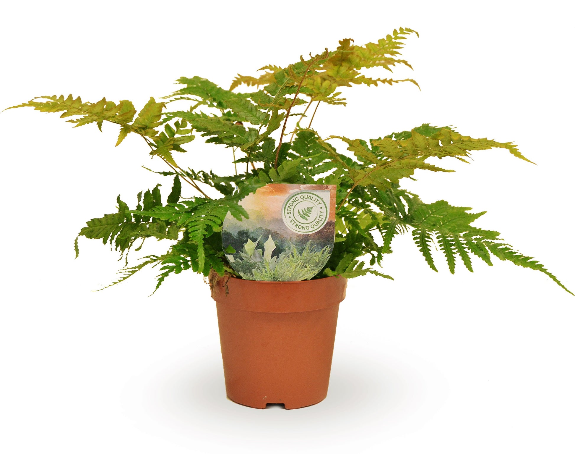 Dryopteris erythrosora 35cm 12cm Pot