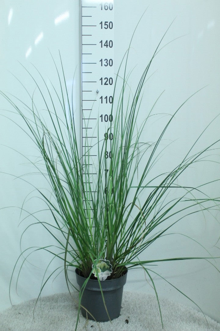 Cortaderia sellona Pumila 120cm 29cm Pot