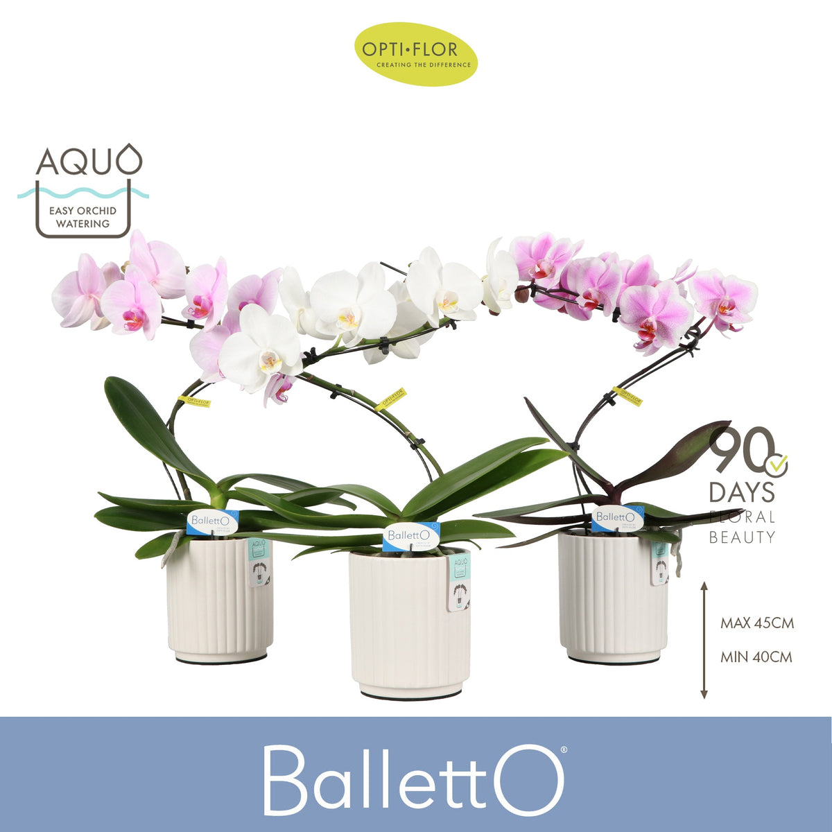 Phalaenopsis mix 45cm 12cm Pot