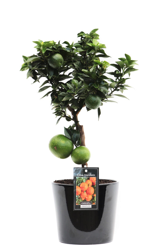 Citrus Mandarin standard 50cm 16cm Pot