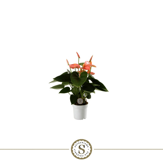 Anthurium Spirit 25cm 7cm Pot