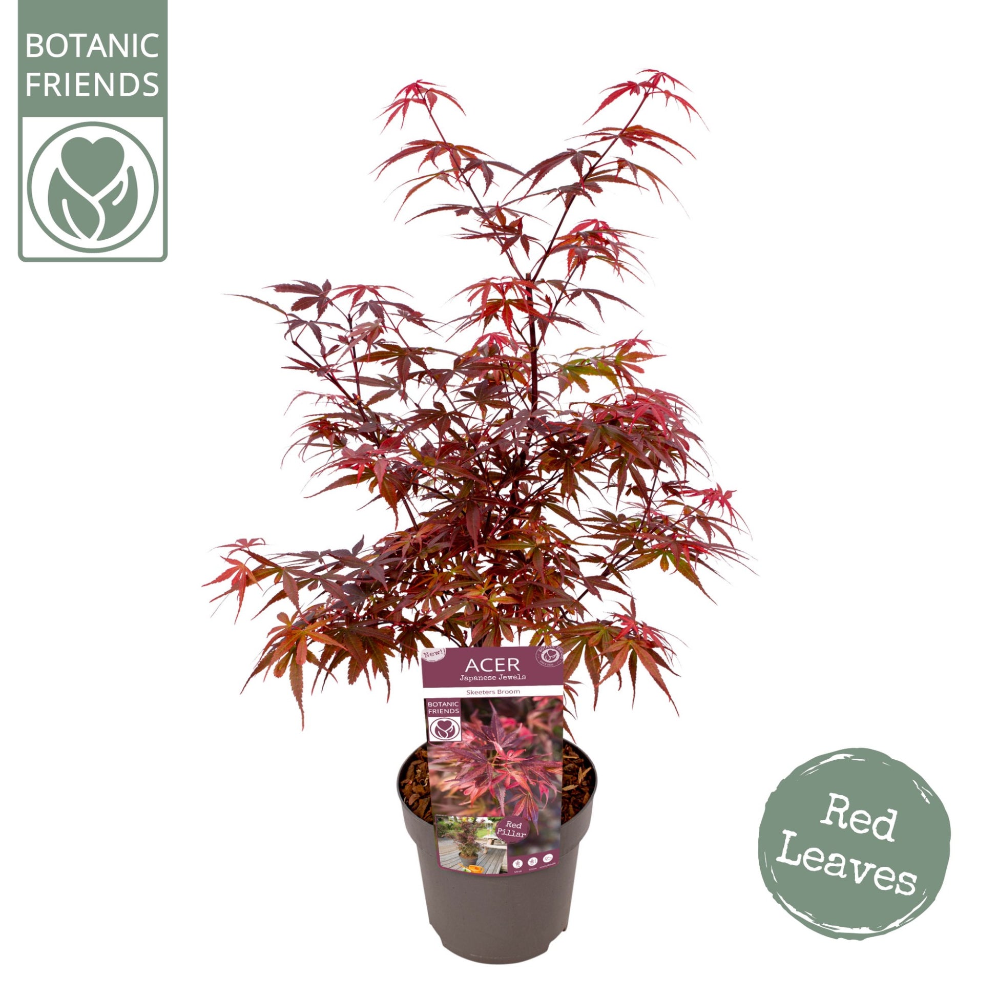 Acer Skeeters Broom 65cm 19cm Pot