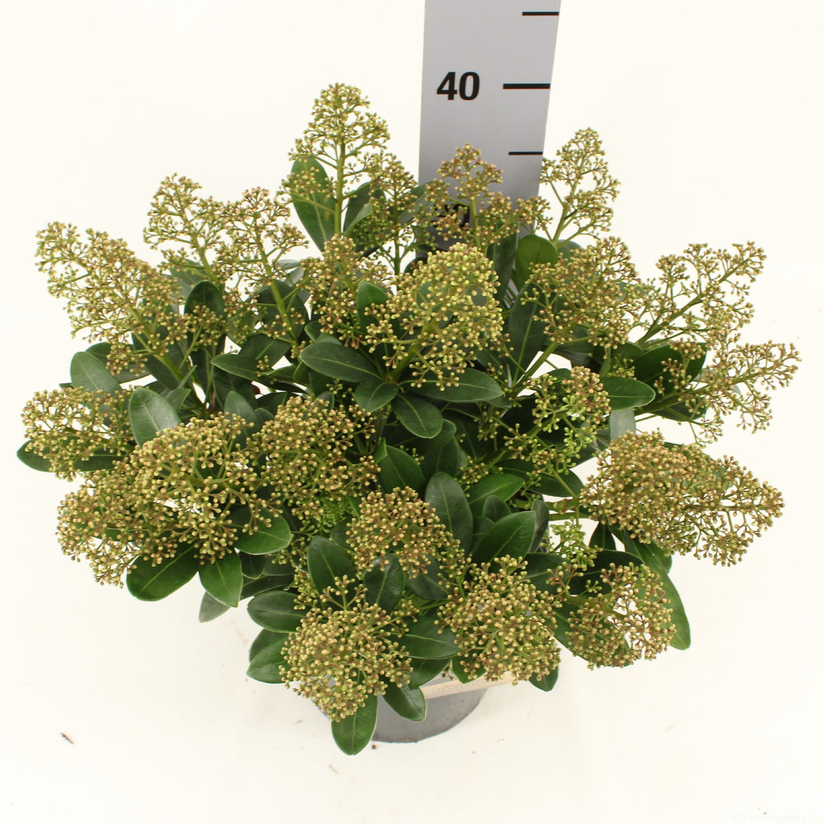 Skimmia japonica Illusion 60cm 24cm Pot