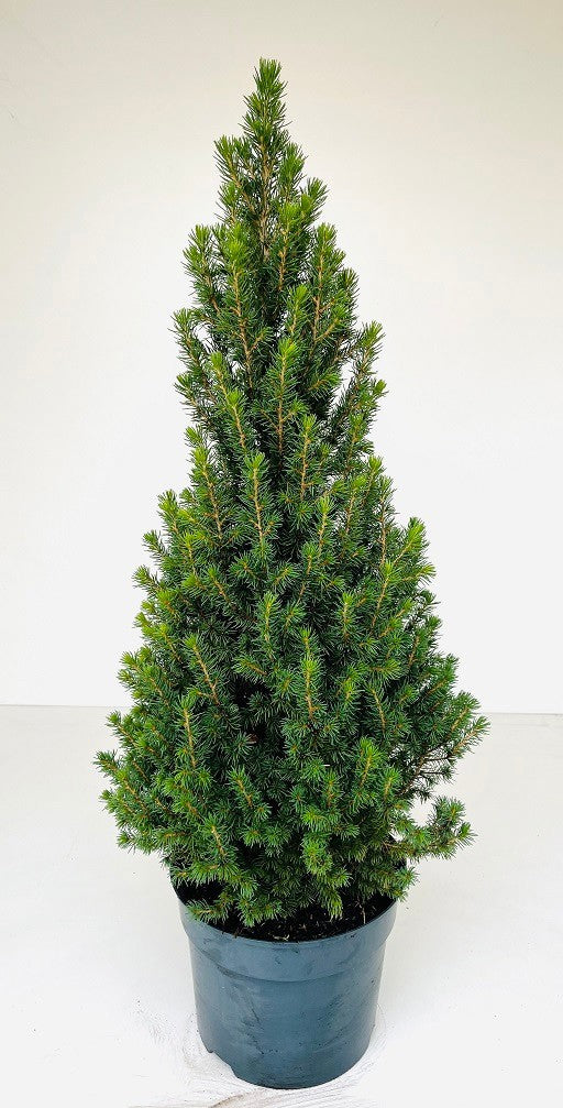 Picea glauca Perfecta 75cm 23cm Pot