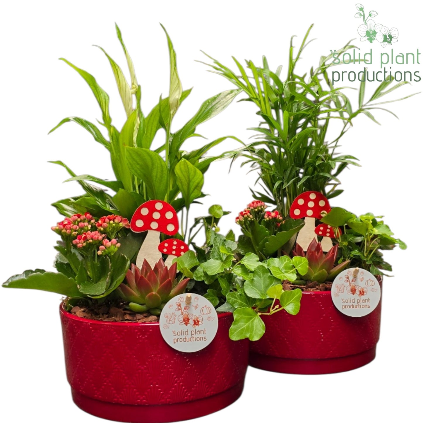 Solid Plant Productions SCE003 Loes Red Mix Echeveria Pack of 3