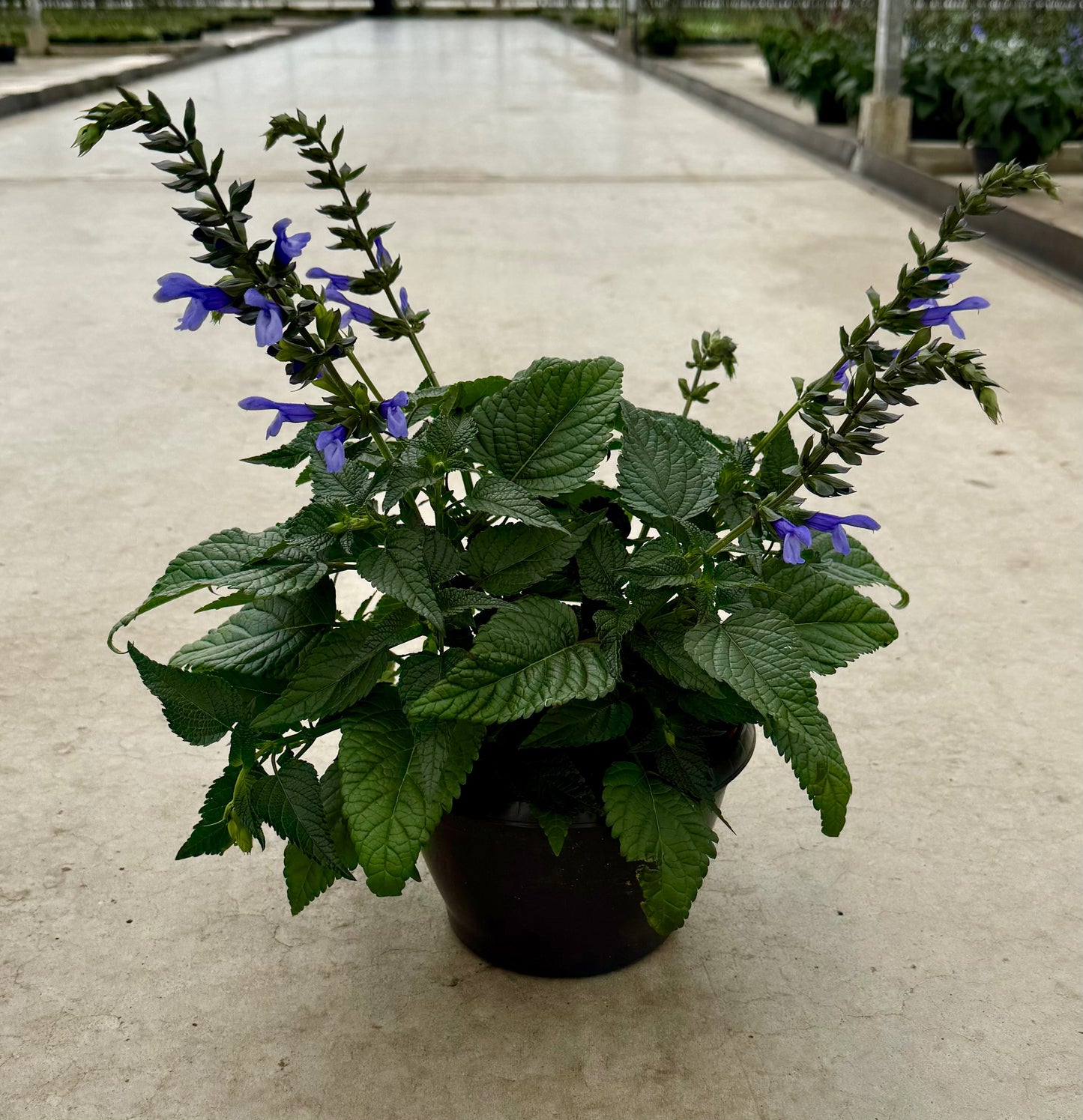 Salvia Salgoon Lake Como 35cm 21cm Pot