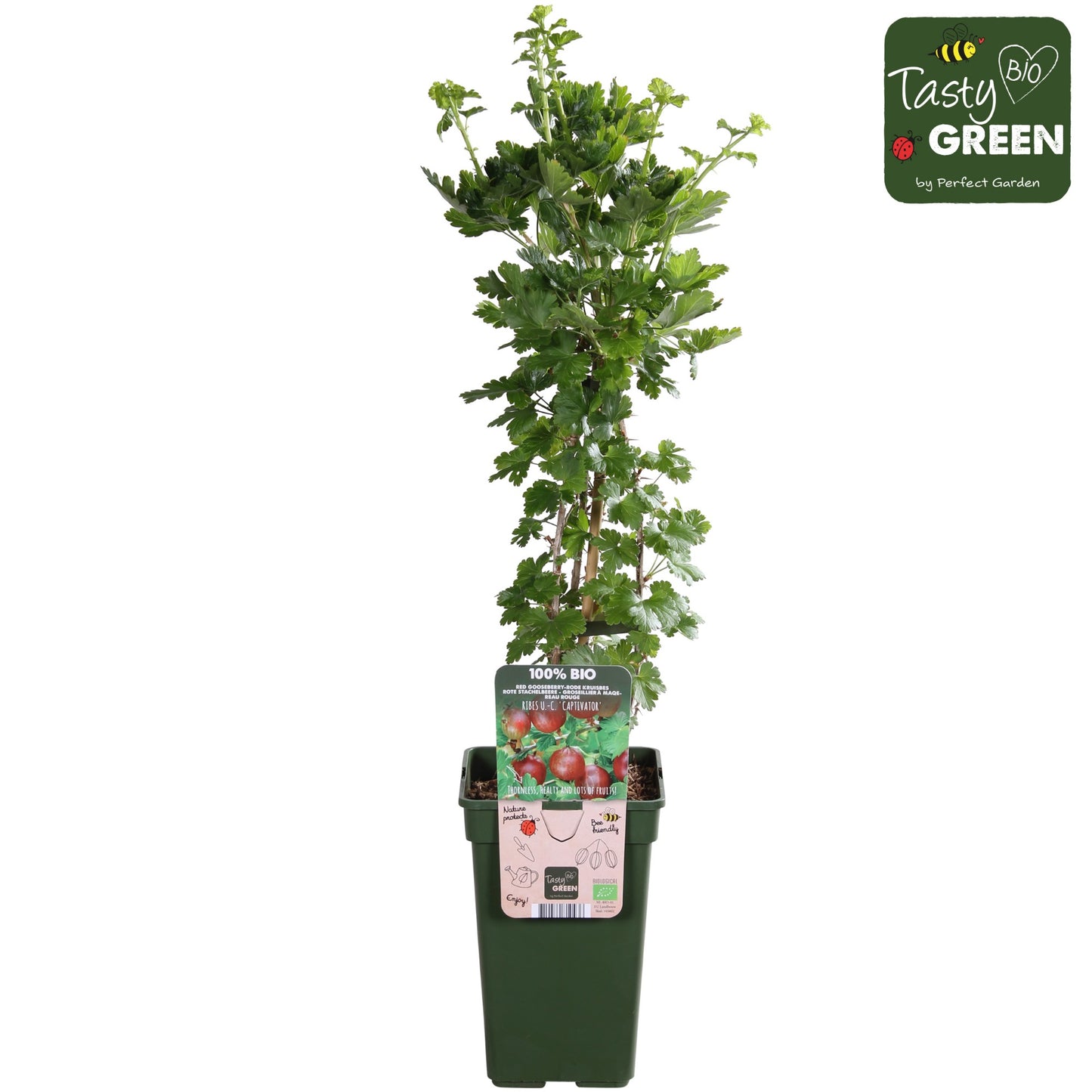 Ribes ("Gooseberry") uva-crispa 50cm 19cm Pot