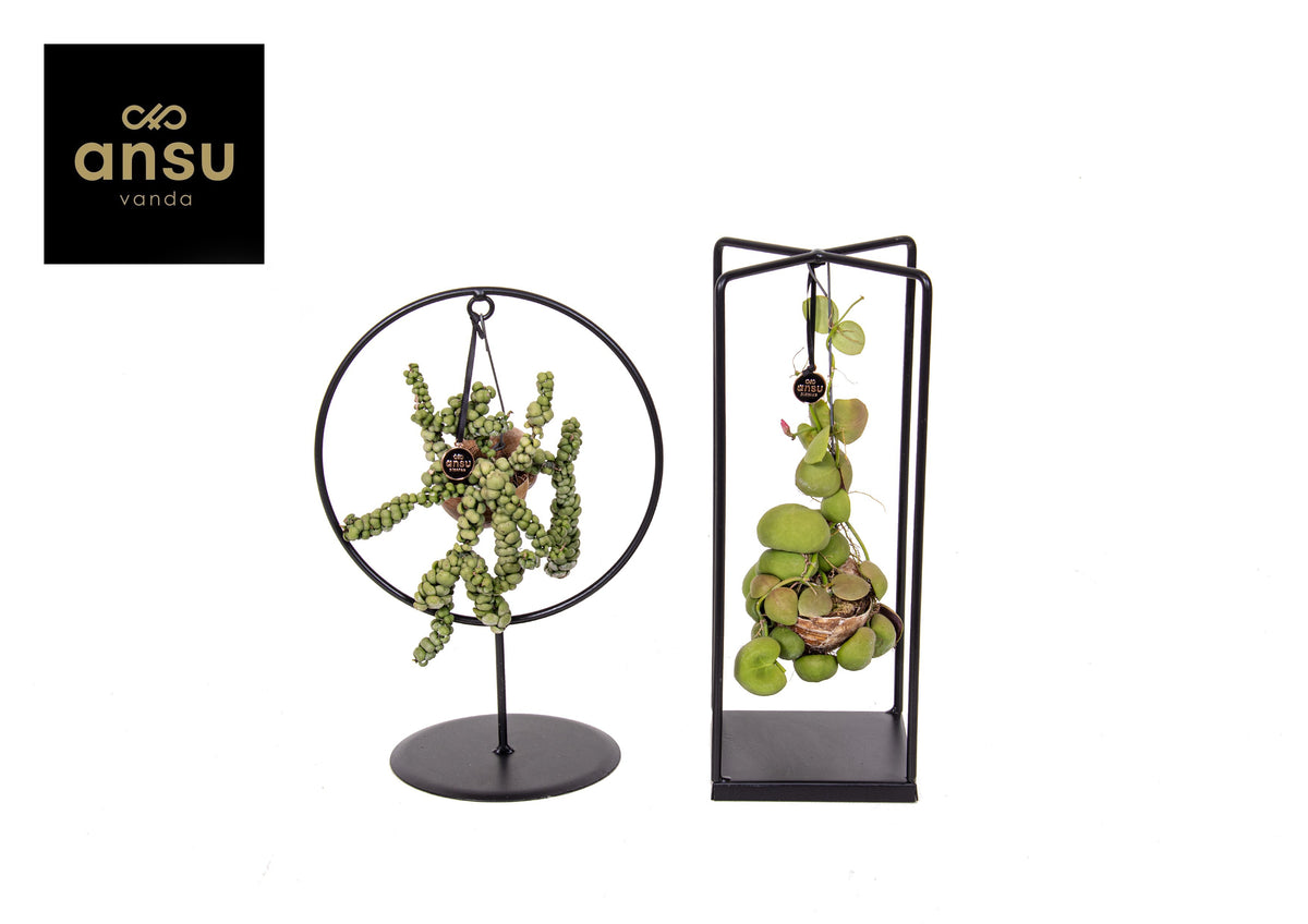 arr. Dischidia Shelly Cube/Ring mix 30cm 14cm Pot