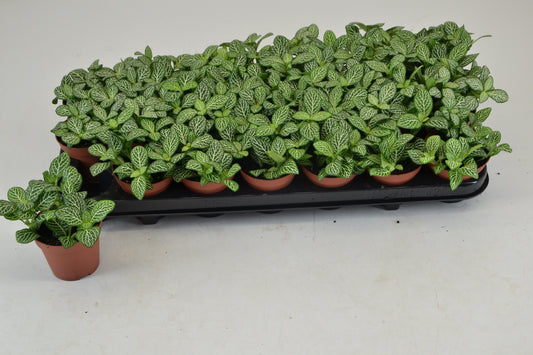 Fittonia verschaffeltii 10cm Special Pot (508)