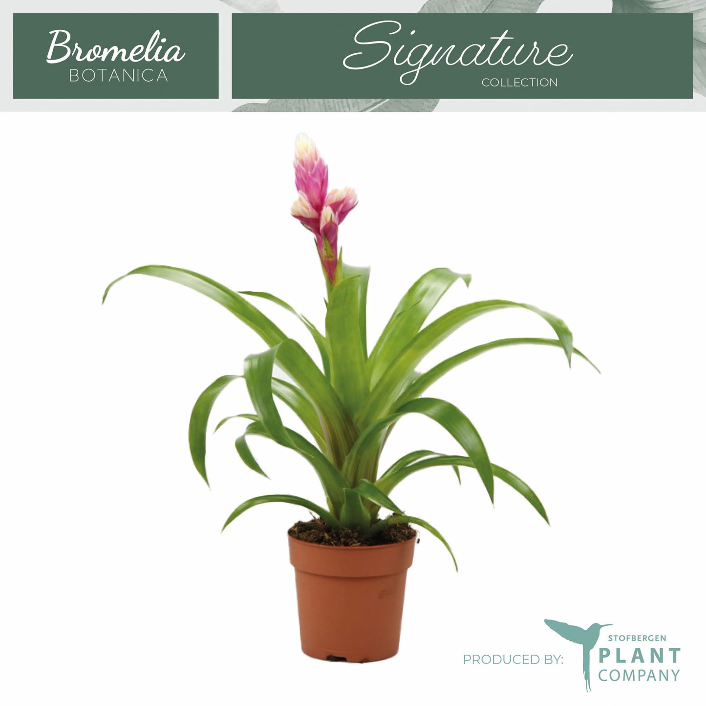 Plant Company BV (Stofbergen) Guzmania Candy Pack of 6
