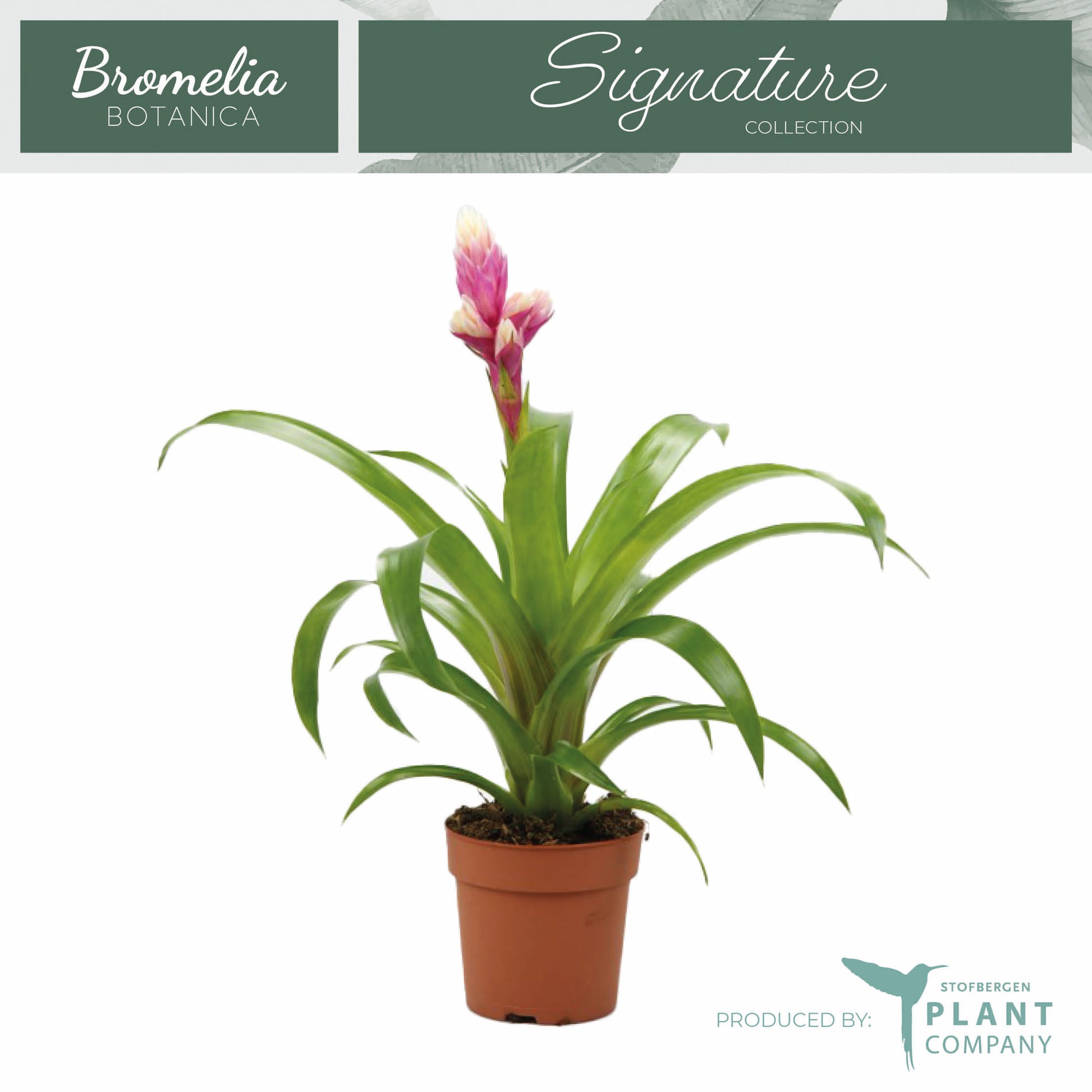 Plant Company BV (Stofbergen) Guzmania Candy Pack of 6