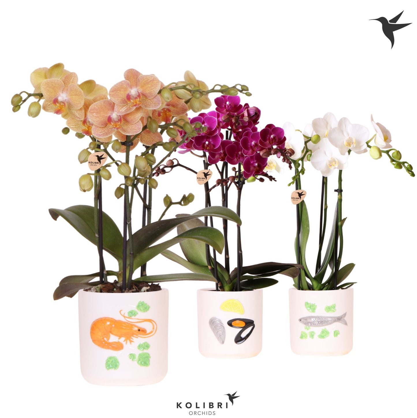 Kolibri Orchids Phalaenopsis mix 3 spike in Fruits De Mer pot mix 40cm 9cm Pot