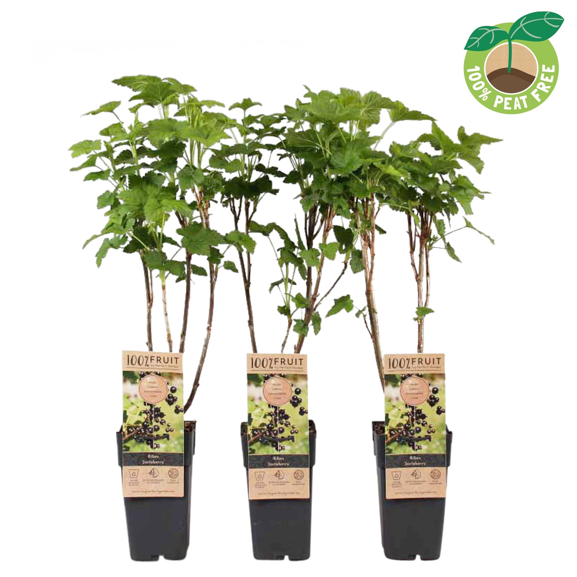 Streng Growers B.V. Ribes Jostaberry (BIO) Pack of 10