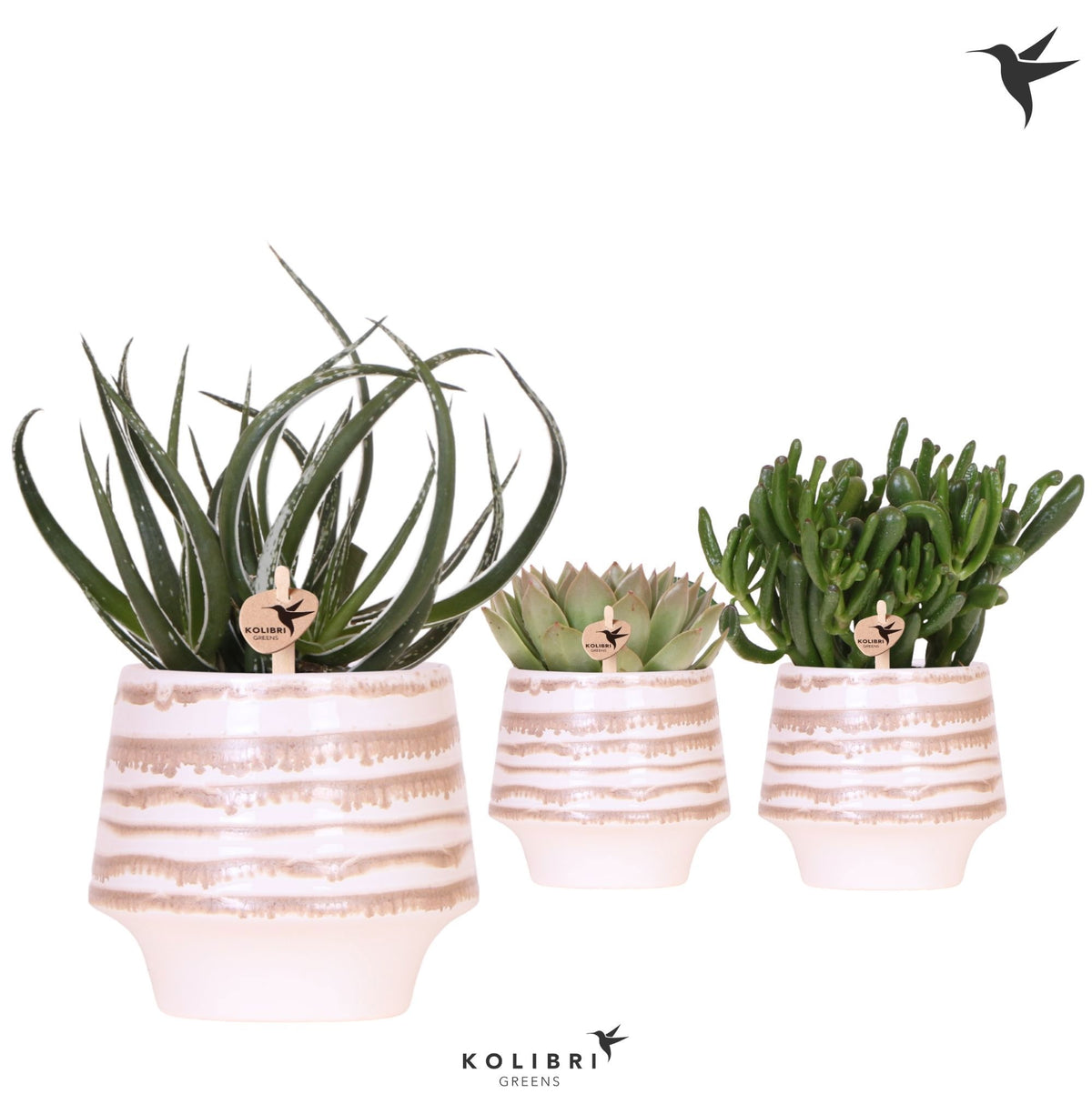 Succulent mix 26cm 12cm Pot