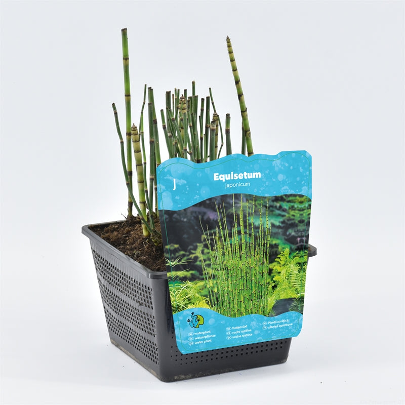 Equisetum hyemale 120cm 18cm Pot