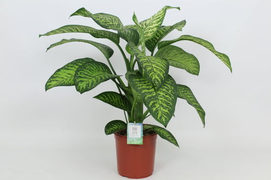 Elstgeest Potplanten Dieffenbachia Tropic Jewel Pack of 3