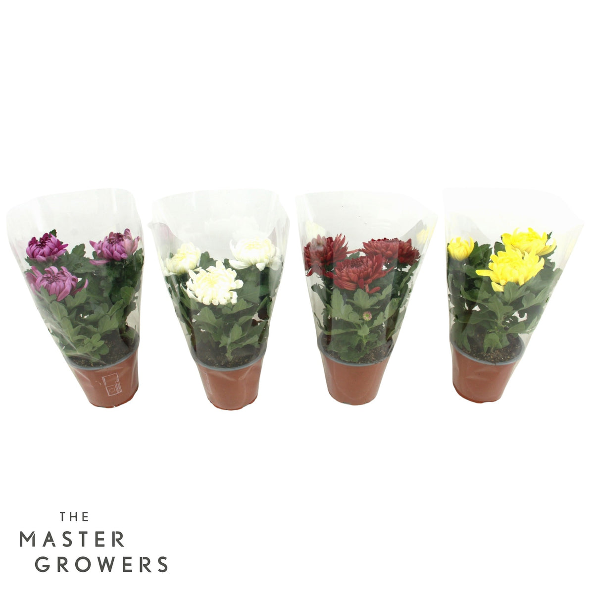 Chrysanthemum Cosmo mix 25cm 12cm Pot