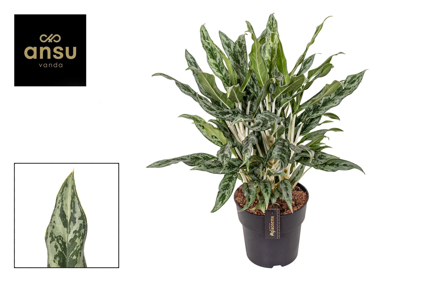 Aglaonema Greyhound 60cm 19cm Pot
