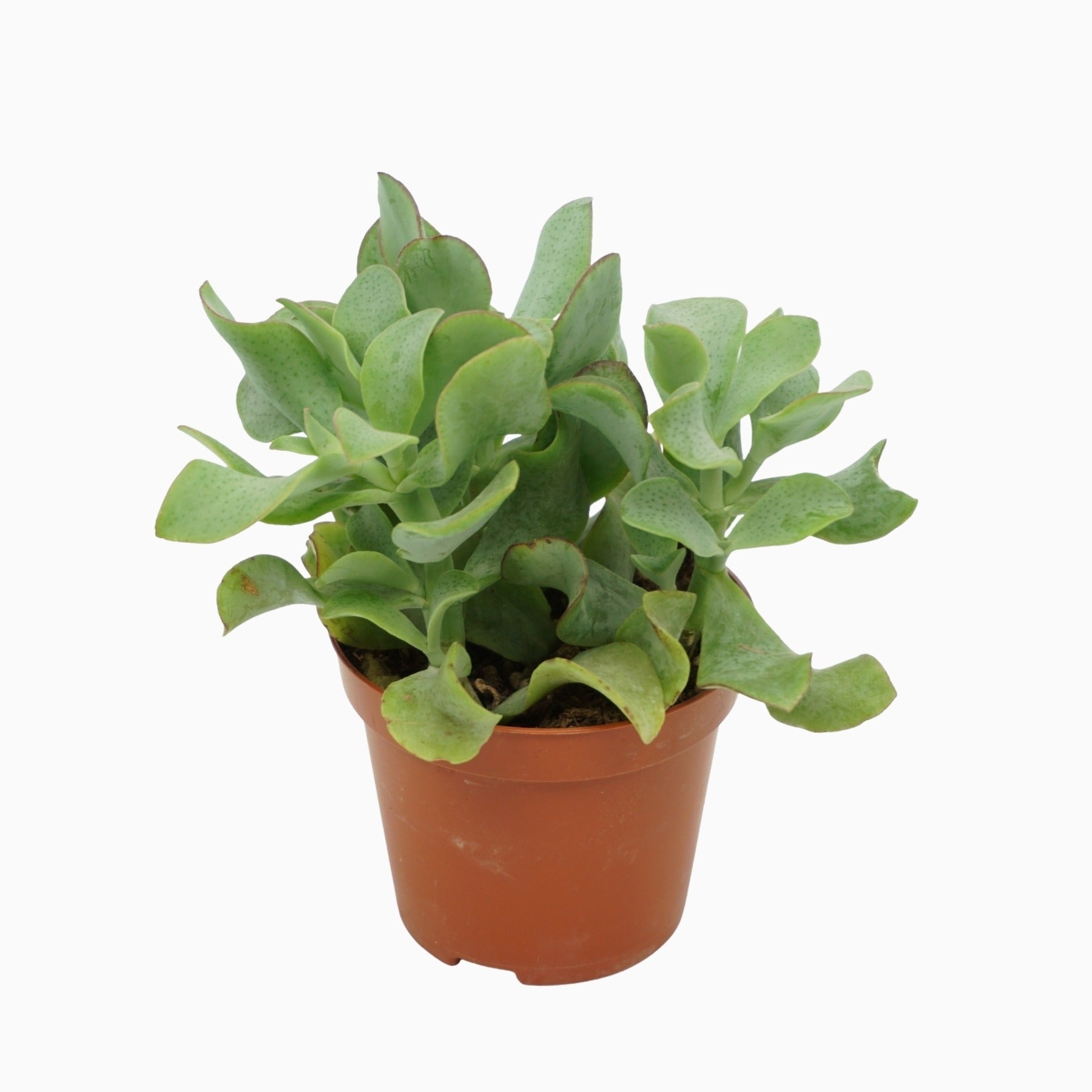 Ubink BV, hkw. Crassula Curly Pack of 12