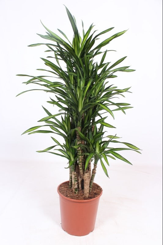 Dracaena frag. Riki 150cm 30cm Pot