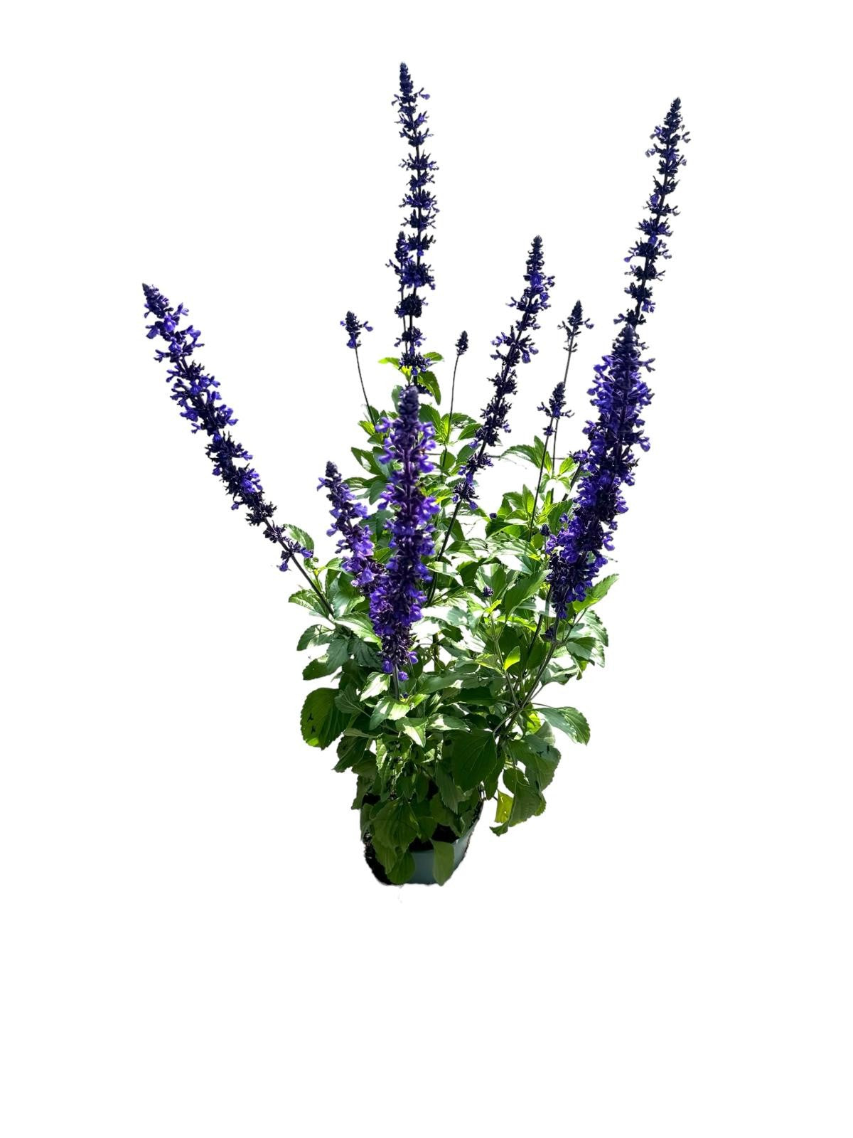 Salvia Mystic Spires Blue 35cm 19cm Pot