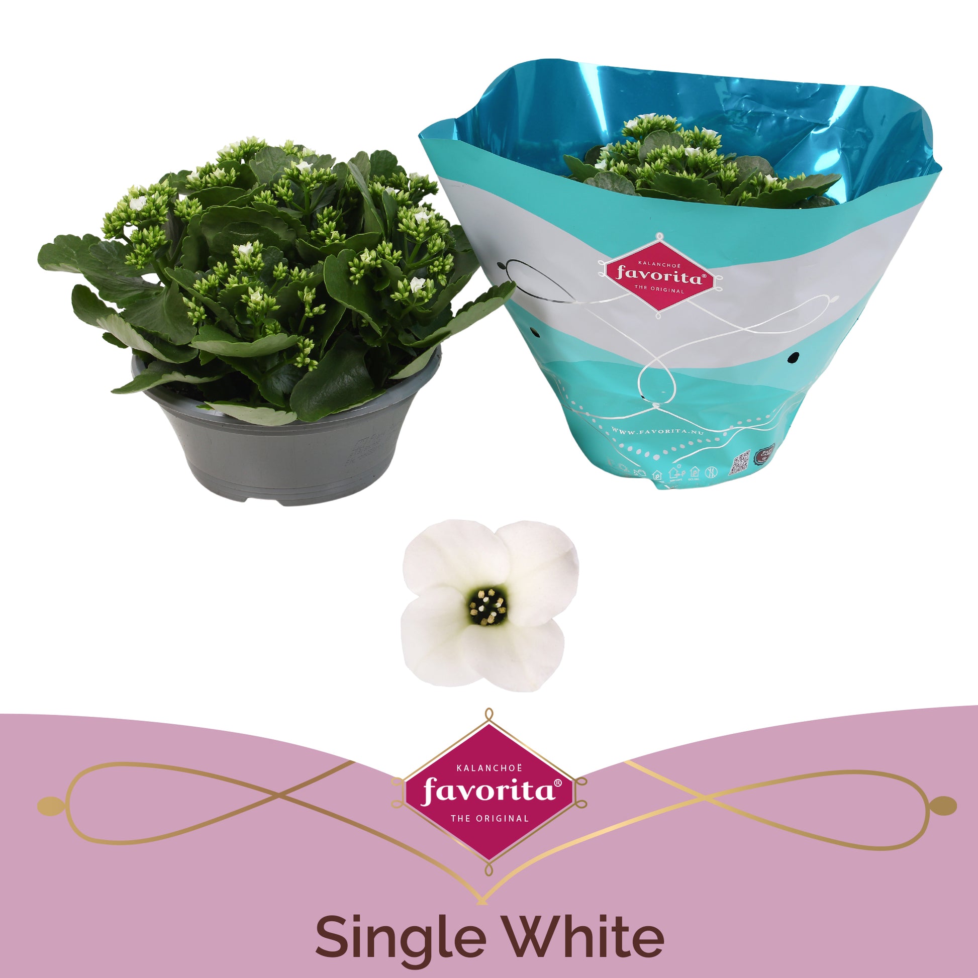 SV.CO Kalanchoe Asteria white Pack of 3