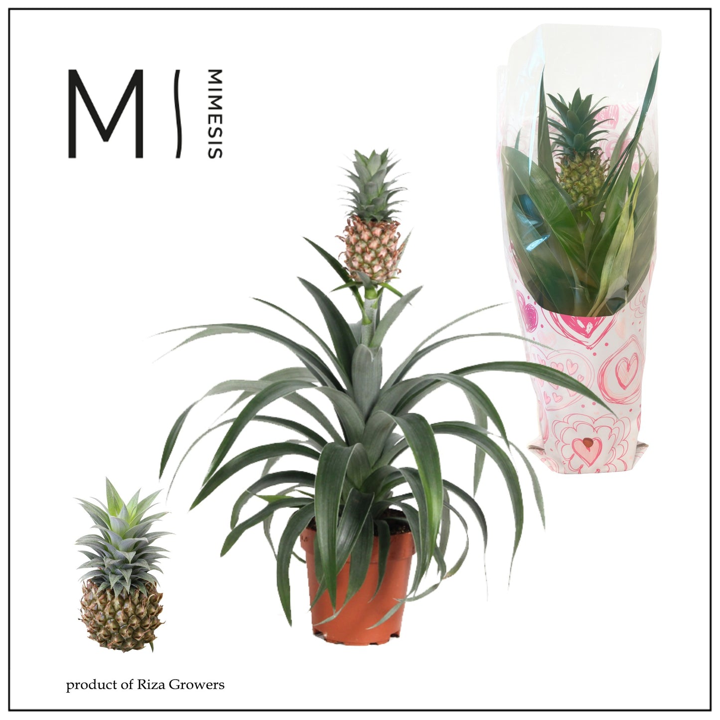 Ananas Mi Amigo 35cm 12cm Pot