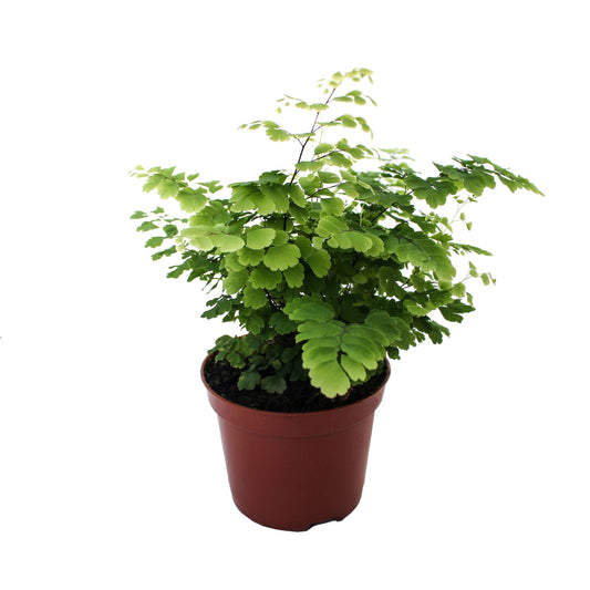 Adiantum Fritz-Luthi 20cm Special Pot (508)