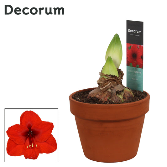 Hippeastrum 25cm 15cm Pot