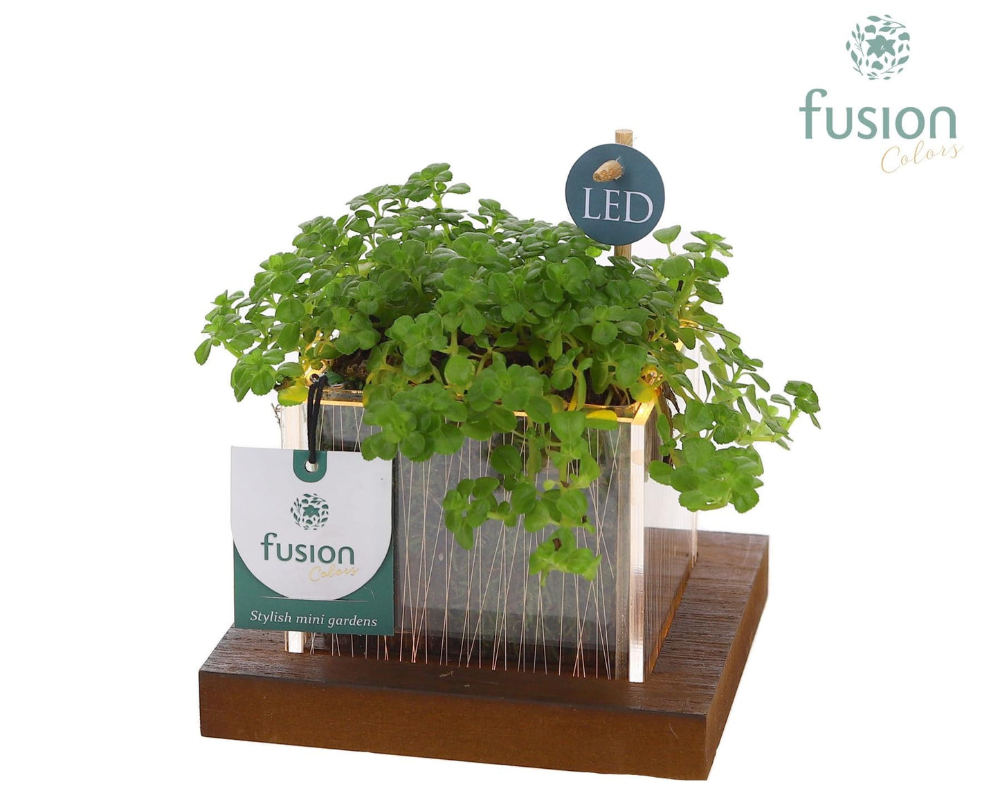 Fusioncolors BV Acryl bakje LED met groene plant Pack of 6