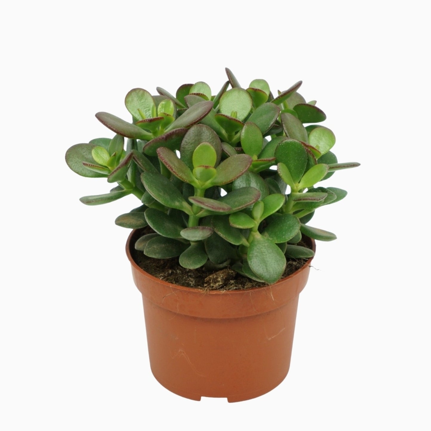 Crassula Minor 20cm 10.5cm Pot