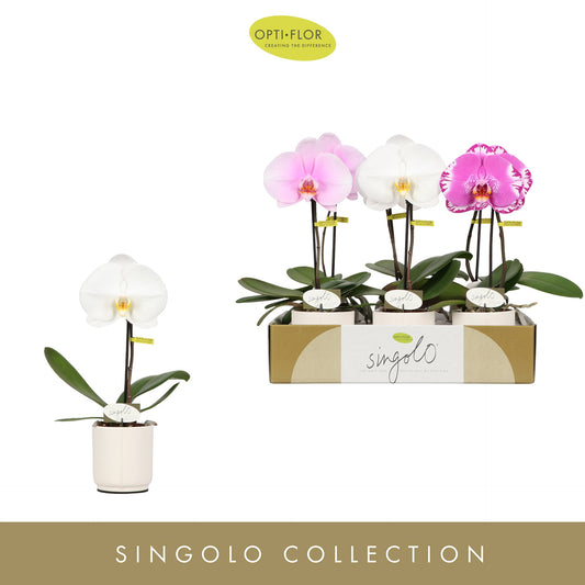 Phalaenopsis mix 40cm 9cm Pot