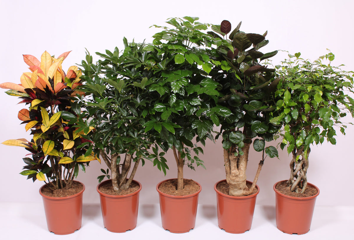 Foliage houseplants mix 120cm 27cm Pot