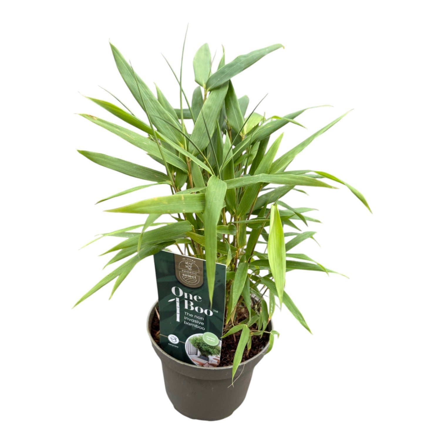 Fargesia 15cm 10cm Pot