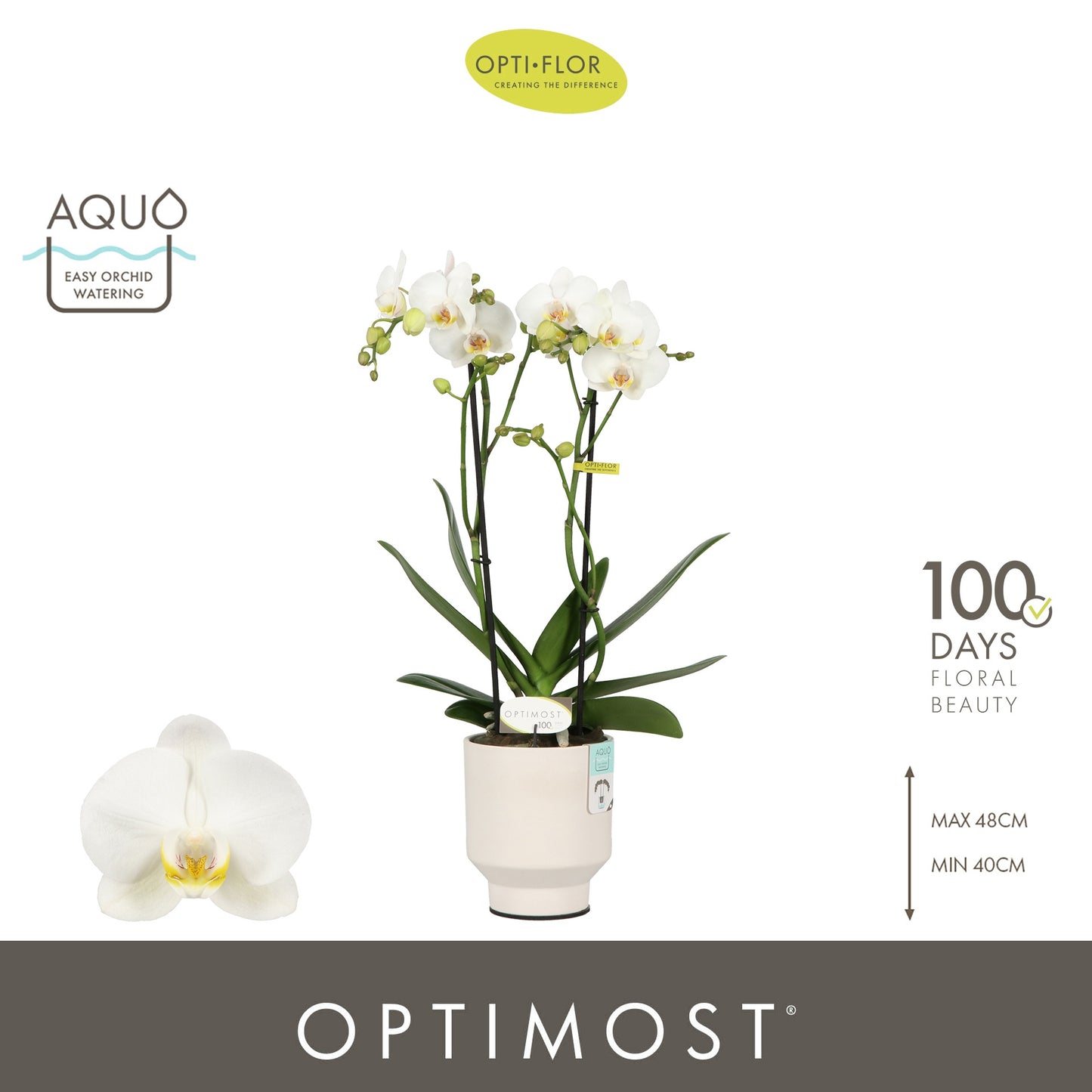 Phalaenopsis multiflora white 45cm 12cm Pot