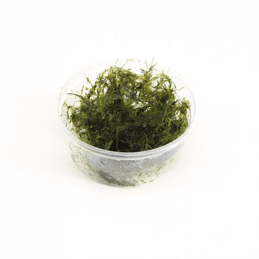 Aquarium plant mix 5cm 2cm Pot