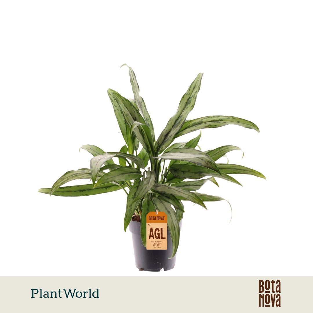 Plantworld Jogrow Aglaonema Cutlass Pack of 6